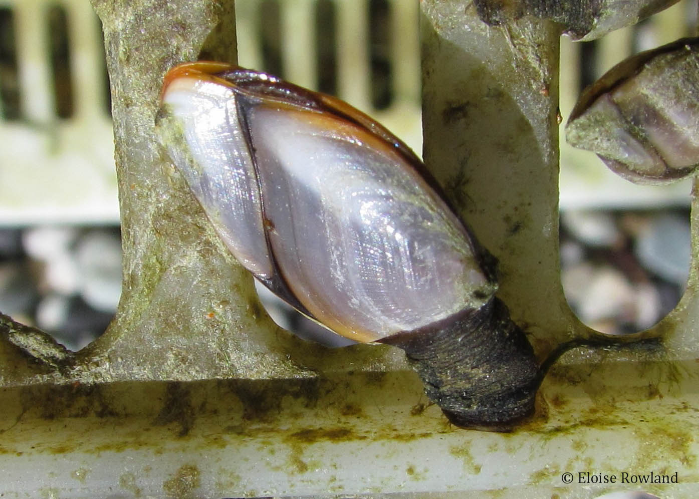 Pacific gooseneck barnacle