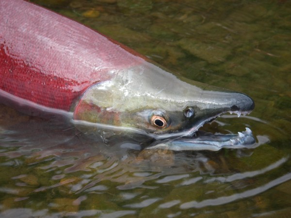 Sockeye Closeup