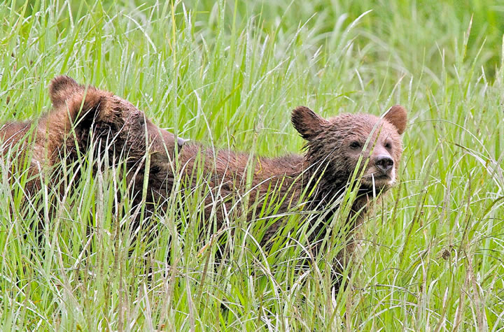 Tiny Grizzly Cubs in tidal estuary