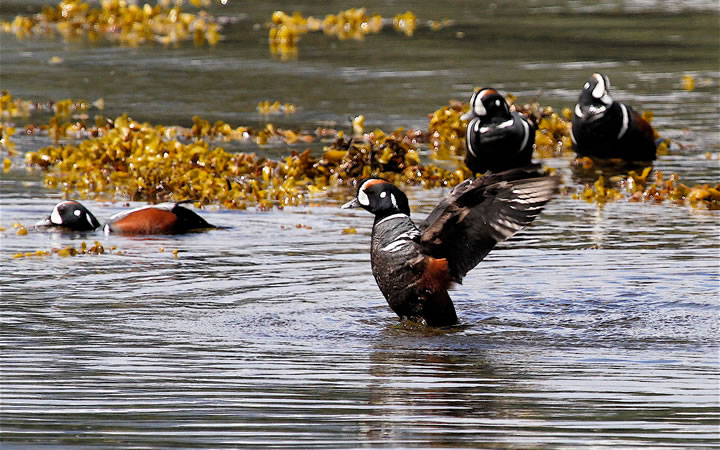 Harlequin Ducks, a 'species at risk'