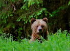  Grizzly Bear in the Great Bear Rainforest