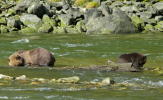 Grizzly Mum & Cub fishing