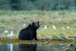 Male Grizzly in Great Bear Rainforest