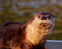 River Otter