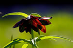 chocolate lilies