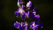 portrait of a lupine