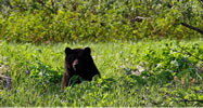 dining on sedge grass in June