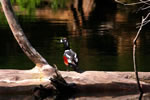 Harlequin Duck