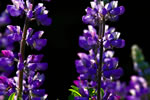 lupines