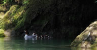 Merganser family
