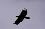 Bald Eagle in flight