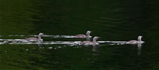 Red Throated Loons