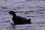 young Ancient Murrelet