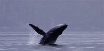 Humpback breaching