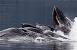 Humpbacks bubble net feeding