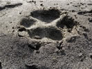 wolf track