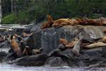 a Sea Lion haul-out