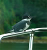 Kingfisher on bow of ship