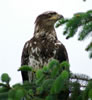 immature Bald Eagle