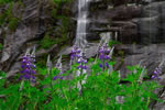 waterfalls & wildflowers