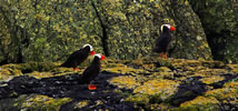 Tufted Puffins