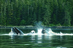 Whales Bubblenet Feeding - Photo Credit: E. Boyum