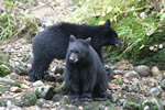 Cubs Waiting for Dinner - Photo Credit: G. & K. Bond