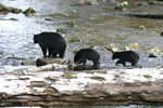 Mum with Cubs - Photo Credit: G. & K. Bond