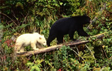 Black Mum, White Cub - Photo Credit: T. Boyum