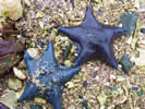 Bat Stars, Burnaby Narrows - Photo Credit: F. Ryan