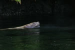 Sealion Closeup - Photo Credit: T. Boyum