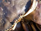 Crab's Face - Photo Credit: F. Ryan
