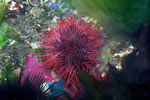 Sea Urchin - Photo Credit: F. Ryan