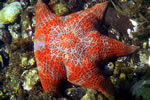 Orange Starfish - Photo Credit: T. Boyum