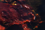 Sea Weed - Photo Credit: T. Boyum