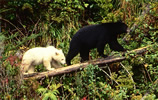 Black Bear With White Cub - Photo Credit: T. Boyum