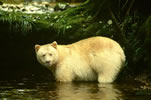 Spirit Bear - Photo Credit: T. Boyum