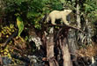 Spirit Bear Cubs - Photo Credit: T. Boyum