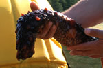 Sea Cucumber