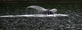 Humpback Whale Tails