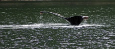 Humpback Whale Tails