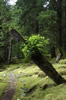 Corner Post of Old Longhouse