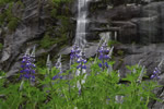 Lupins Against a Backdrop of Granite Walls and Waterfalls