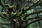 Ferns Growing out of Moss in Tree