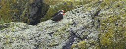 Tufted Puffins