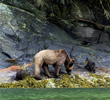 Grizzly Mum with Two Spring Cubs