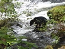 Looking for salmon
