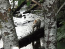 Spirit Bear