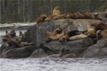 Sea lion haul out