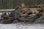 Sea lion haul out